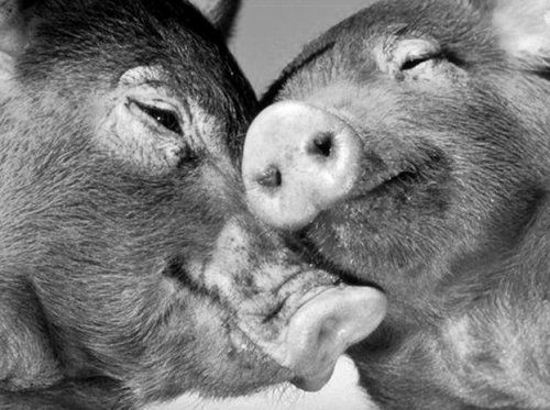 Pigs in love